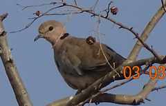 Streptopelia vinacea