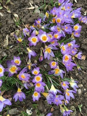 Crocus sublimis