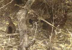 Ptilopachus petrosus