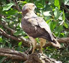 Buteo auguralis