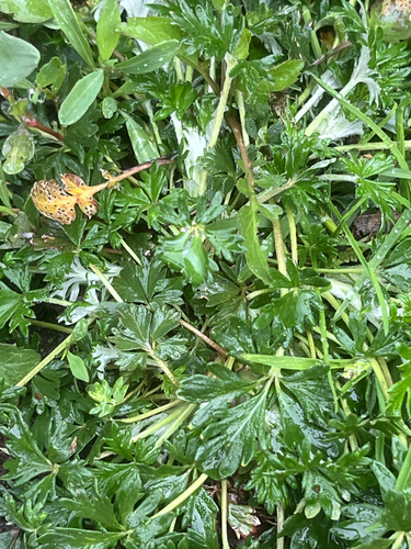 Silvery Cinquefoil