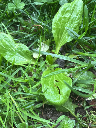 greater plantain