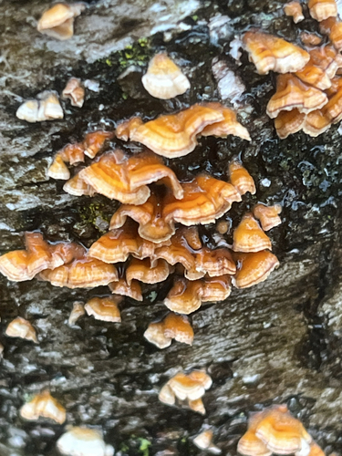 Crowded Parchment