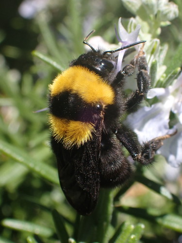 čmeľ tmavý (Bombus argillaceus)