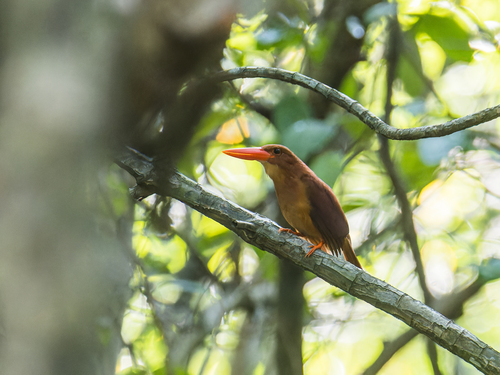 Ruddy Kingfisher