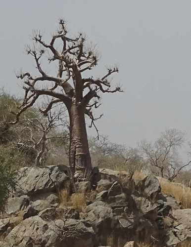 African baobab
