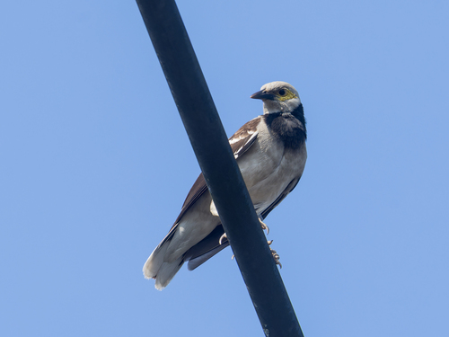 Black-collared Starling