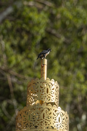 Black-thighed Falconet