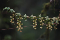 Trichotosia ferox