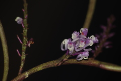 Schoenorchis juncifolia