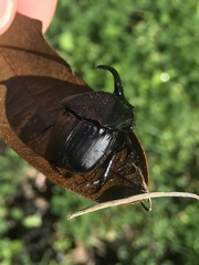 Phanaeus triangularis