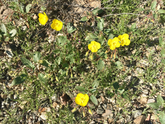 Chylismia