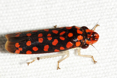 Paraulacizes thunbergi