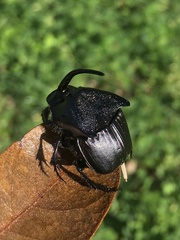 Phanaeus triangularis