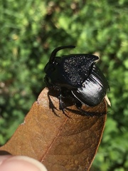 Phanaeus triangularis