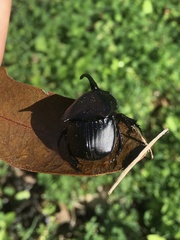 Phanaeus triangularis