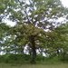 Pedunculate Oak - Photo (c) Данил романюта, some rights reserved (CC BY), uploaded by Данил романюта