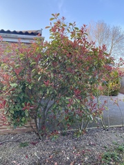 Photinia × fraseri