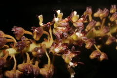 Mycaranthes latifolia