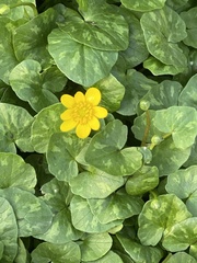 Ficaria verna