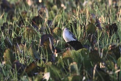 Porphyrio flavirostris