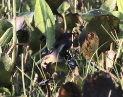 Hapalocrex flaviventer