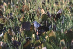 Porphyrio flavirostris