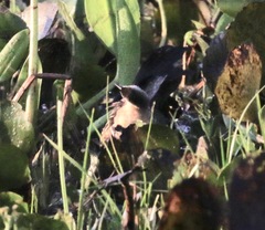 Hapalocrex flaviventer