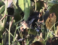 Hapalocrex flaviventer