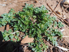 Lepidium oblongum