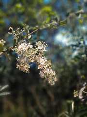 Banisteriopsis malifolia