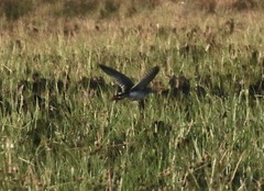 Porphyrio flavirostris