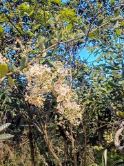 Banisteriopsis malifolia