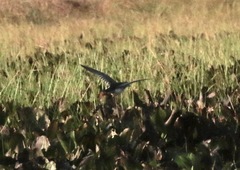 Porphyrio flavirostris