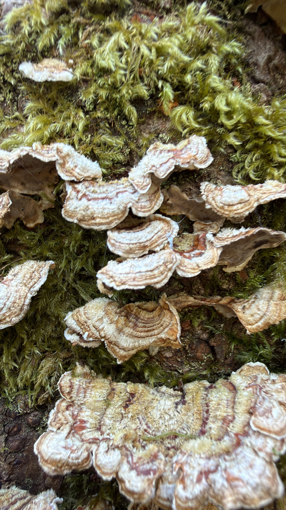 Stereum hirsutum · April 2026 · photo: © maggiejulip (iNaturalist, cc0)