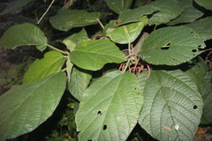 Myriocarpa