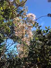 Banisteriopsis malifolia