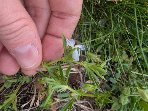 Viola rafinesquei, photograph 4