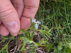 Viola rafinesquei, photograph (c) botanygirl, some rights reserved (CC BY)