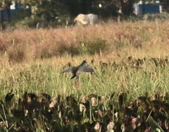 Porphyrio flavirostris