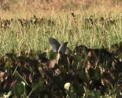 Porphyrio flavirostris