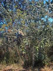 Banisteriopsis malifolia