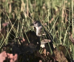 Porphyrio flavirostris
