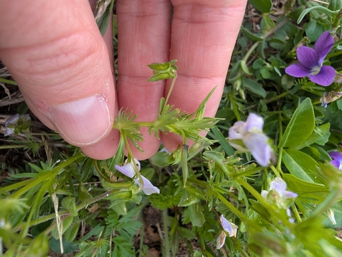 Viola rafinesquei, photograph 5