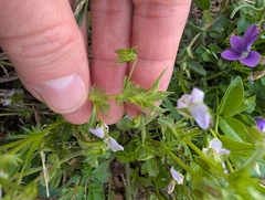 Viola rafinesquei, photograph (c) botanygirl, some rights reserved (CC BY)