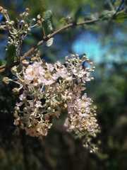 Banisteriopsis malifolia