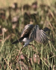 Porphyrio flavirostris