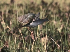 Porphyrio flavirostris