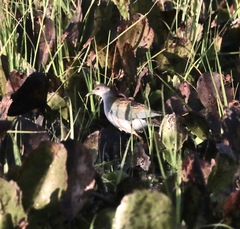Porphyrio flavirostris