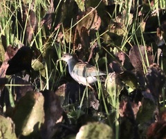 Porphyrio flavirostris